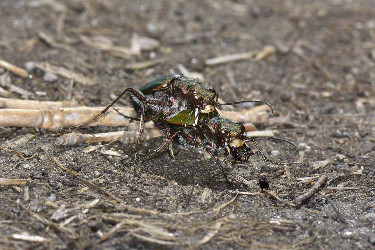 Cicindela campestris in accoppiamento